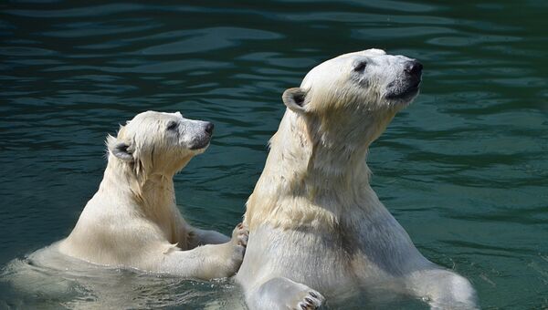 Белые медведи купаются