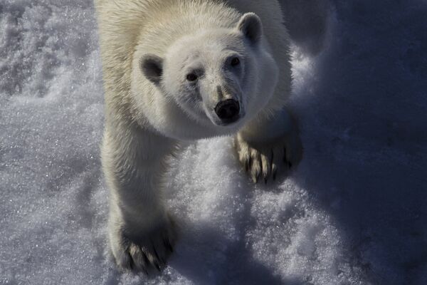 Белый медведь в Северном Ледовитом океане между Землей Франца-Иосифа и Северным полюсом