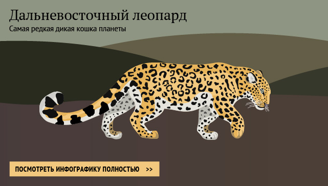Дальневосточный леопард