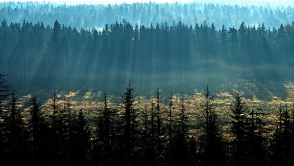 3,5 тысячи гектаров леса составят защитное зеленое кольцо Волгоградской области