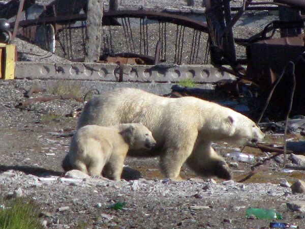 Не все белые медведи впадают в зимнюю спячку, только беременные самки