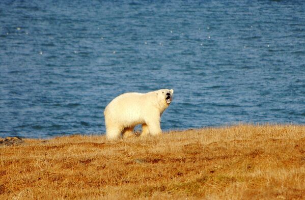 Белый медведь за час способен съесть количество пищи, равное 10% его собственного веса