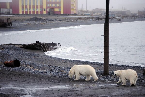 В последние годы человек все активнее внедряется в Арктику. Люди поселяются на территории белого медведя, не обладая элементарными знаниями – как вести себя при встрече со зверем