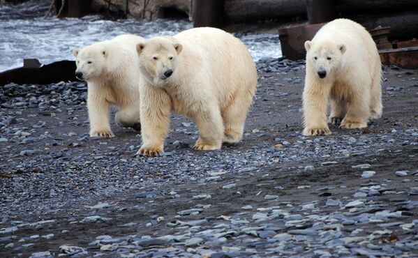 27 февраля международной организацией Polar Bears International учрежден Международный день белого медведя