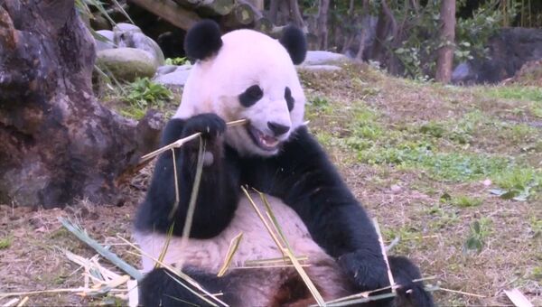 Переехавшая из США в Китай панда Бао Бао полакомилась бамбуком