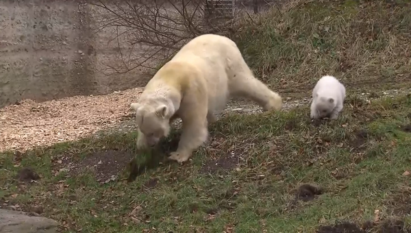 Трехмесячная медведица училась у мамы копать землю в зоопарке Мюнхена