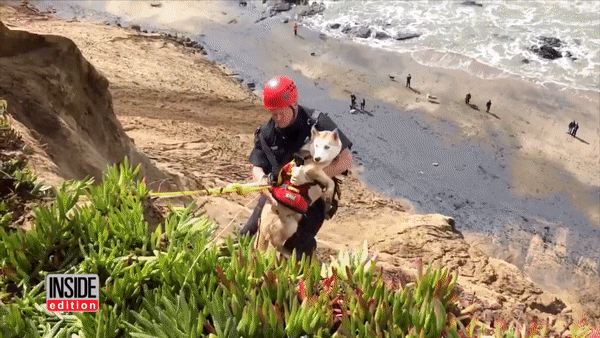 Калифорнийские пожарные спасли собаку. Скриншот видео с Youtube