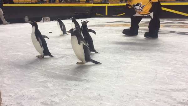 Пингвины на льду перед матчем НХЛ