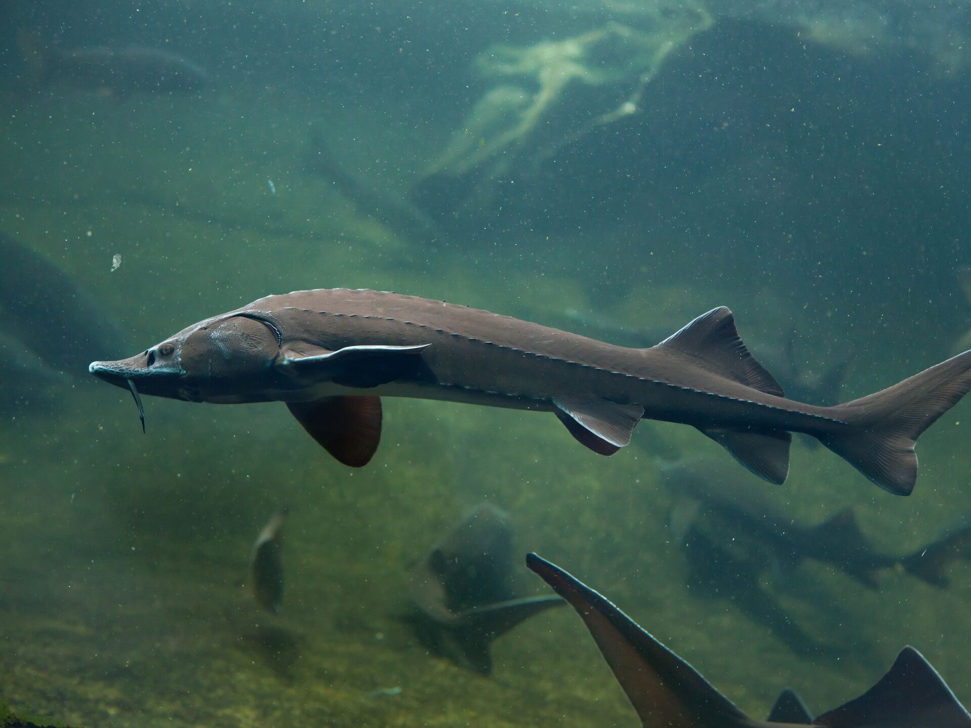 Виды рыб в реке Волга | Информация о видовом разнообразии рыб Волги