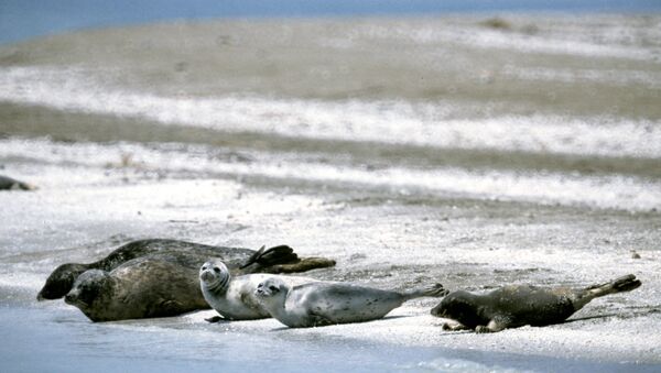В Дагестане откроется реабилитационный центр для каспийских тюленей