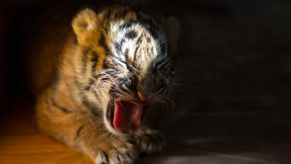 Пострадавший от браконьеров тигренок в Приморье. Архивное фото
