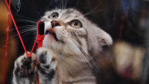 Кошка породы шотландская вислоухая на выставке Кэт-Салон-Февраль в Москве