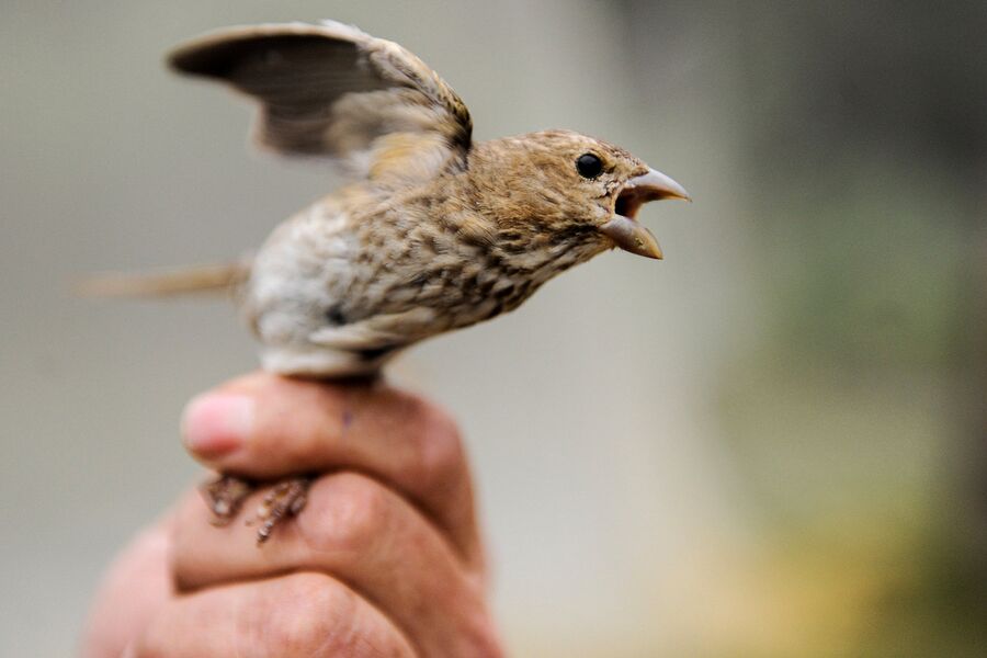 Птица чечевица перед окольцовыванием в руках сотрудника орнитологической станции Фрингилла на Куршской косе