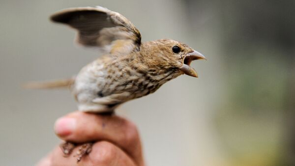 Птица чечевица перед окольцовыванием в руках сотрудника орнитологической станции Фрингилла на Куршской косе