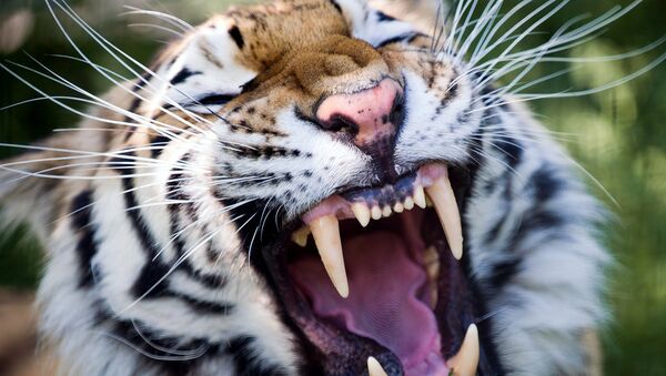 В Уссурийске отметят День тигра