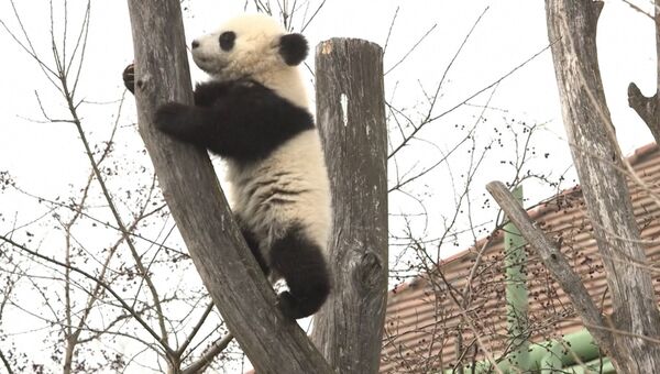 Шестимесячные панды впервые вышли на прогулку в венском зоопарке