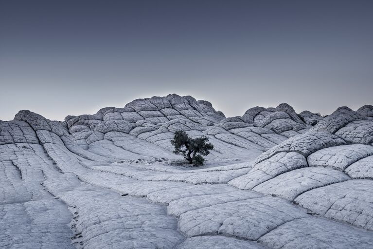 Работа Lonely Tree немецкого фотографа Tom Jacobi в категории Пейзаж профессионального конкурса 2017 Sony World Photography Awards