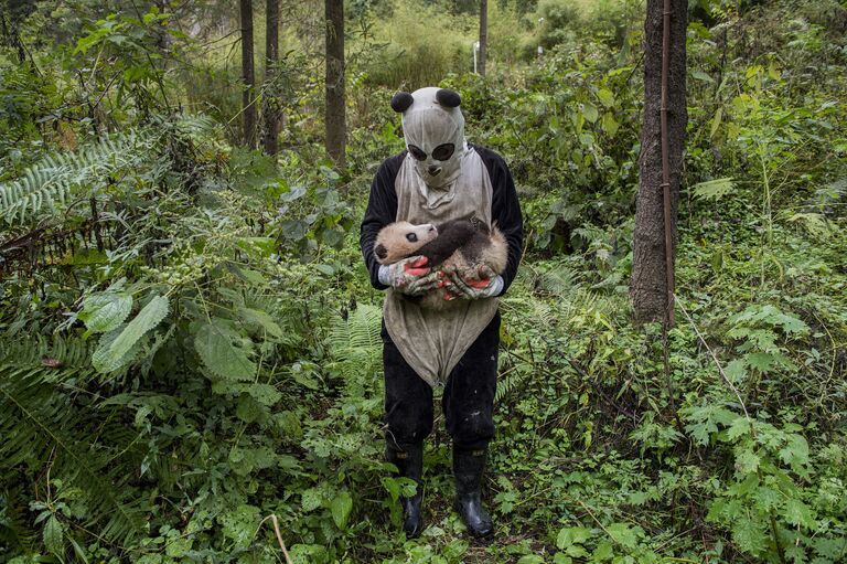 Работа Pandas Gone Wild американского фотографа Ami Vitale в категории Окружающий мир профессионального конкурса 2017 Sony World Photography Awards