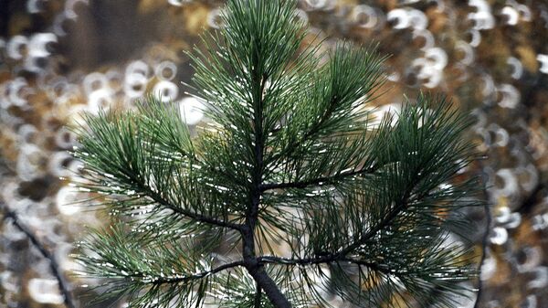 В Томской области высадят около 3,5 млн деревьев в Год экологии