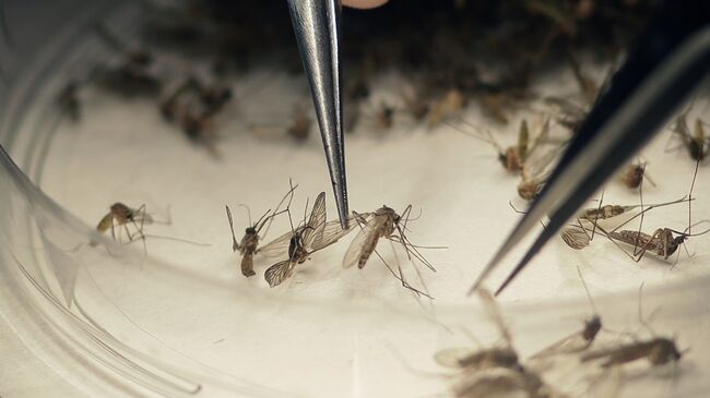 Комары переносчики вируса Зика. Архивное фото