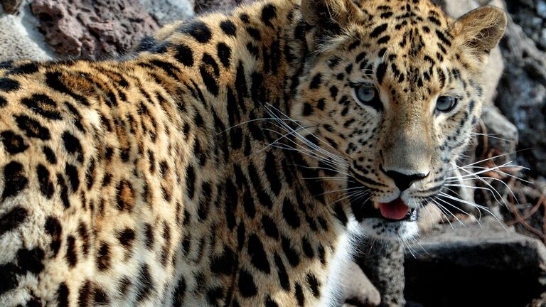 Дальневосточный леопард Дальневосточный леопард