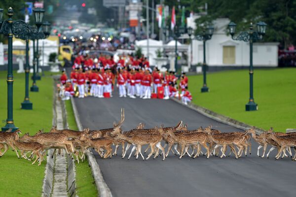 Олени переходят дорогу перед почетным караулом Индонезии в Богоре