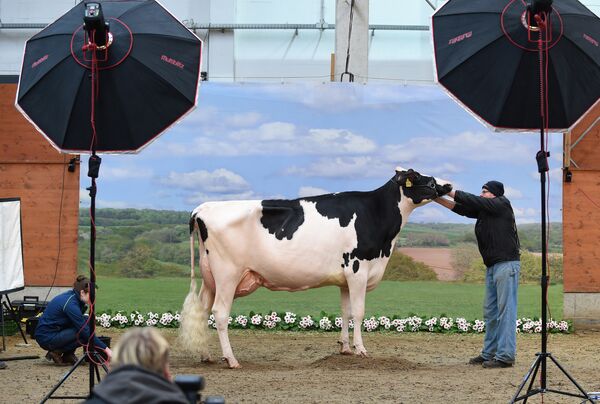 Корову готовят к фотосессии во время ежегодной выставки молочных коров Шоу лучших в Нижней Саксонии