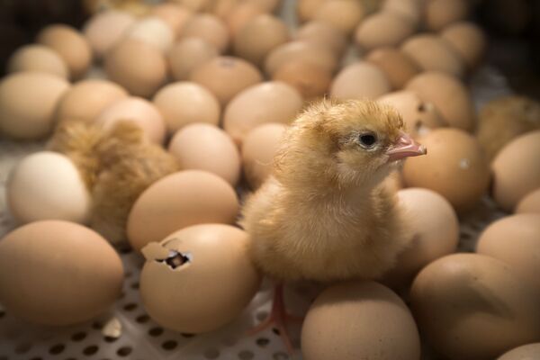 Цыплята в инкубаторе на сельскохозяйственной ярмарке в Париже