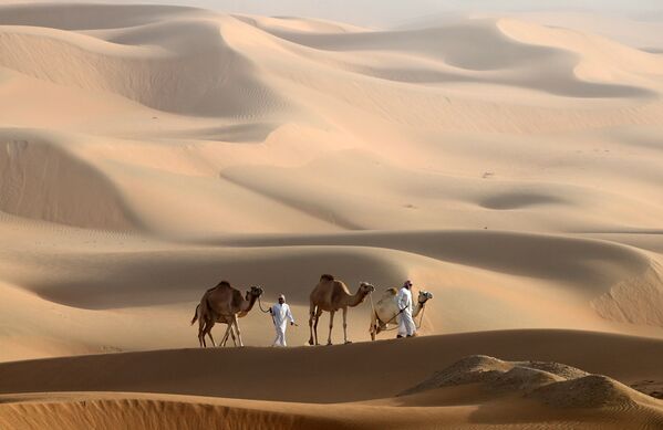 Мужчины ведут своих верблюдов по дюнам в пустыне ОАЭ
