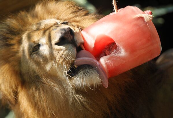 Лев ест замороженное мясо в зоопарке города Медельин в Колумбии