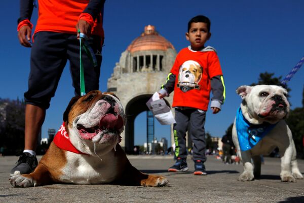 Собаки породы английский бульдог со своими хозяевами во время парада в Мехико