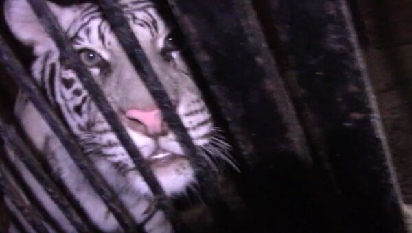 Дрессировщик успокаивал и подбадривал попавших в ДТП тигров под Оренбургом