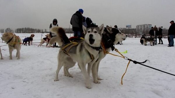 Собачьи упряжки по очереди стартовали в гонке Baikal Race в Иркутске