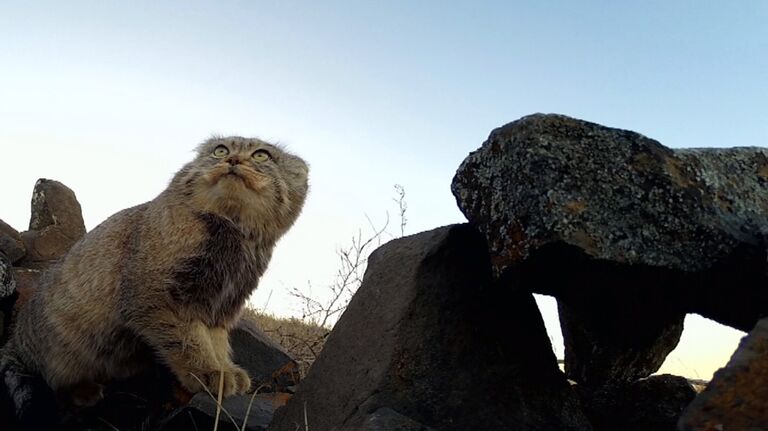 Обитает манул в расщелинах скал или занимает готовые апартаменты грызунов, хотя может неплохо рыть норы сам