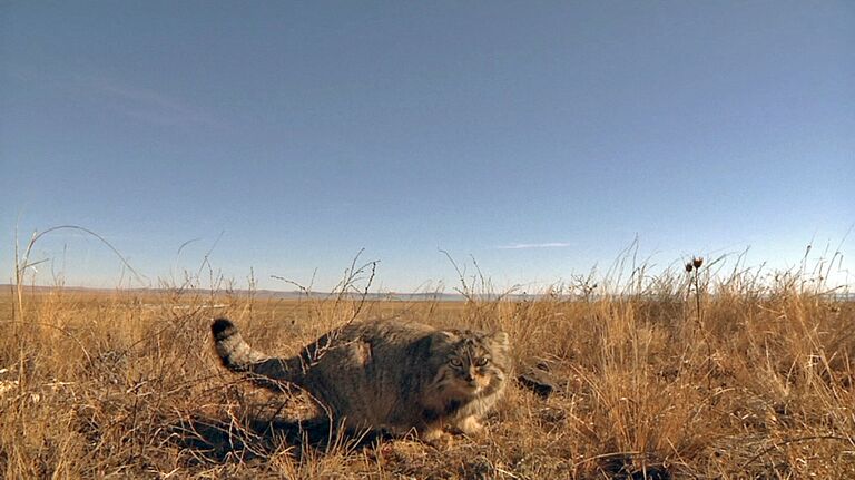 Манул — один из древнейших прародителей современных кошек