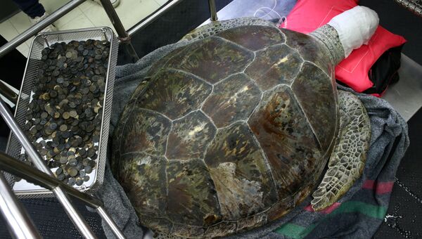 Морская черепаха после операции по удалению монет в Бангкоке. Архивное фото