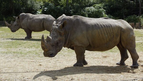 Носороги в зоопарке Туари во Франции. Архивное фото