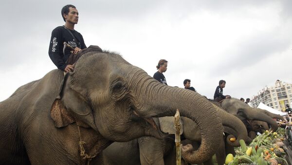 Слонов кормят фруктами и овощами перед матчем по поло на слонах в Бангкоке, Таиланд