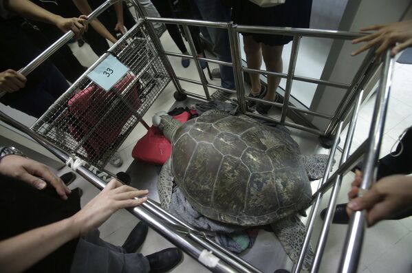 Зеленая черепаха по кличке Свинка-Копилка после операции по извлечению монет в Чулалонгкорнском университете, Таиланд