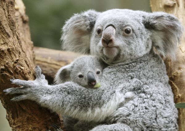 Детеныш коалы по кличке Рамбура и его мать Иона в зоопарке Дуйсбурга, Германия