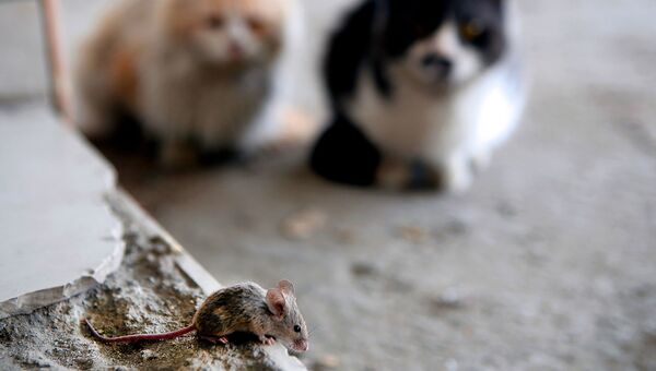 Коты наблюдают за мышью на улице Кувейта