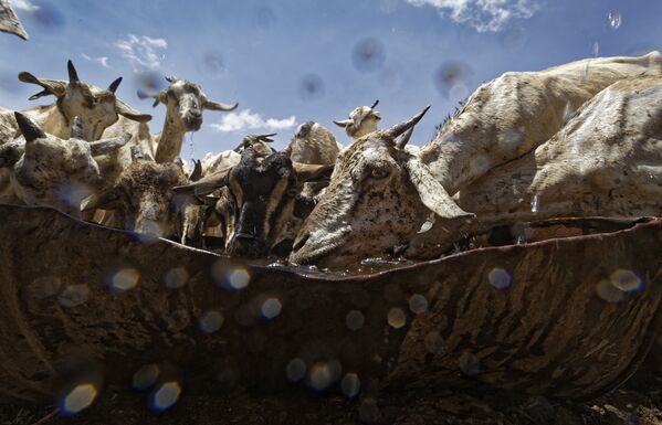 Козы во время водопоя в Сомали