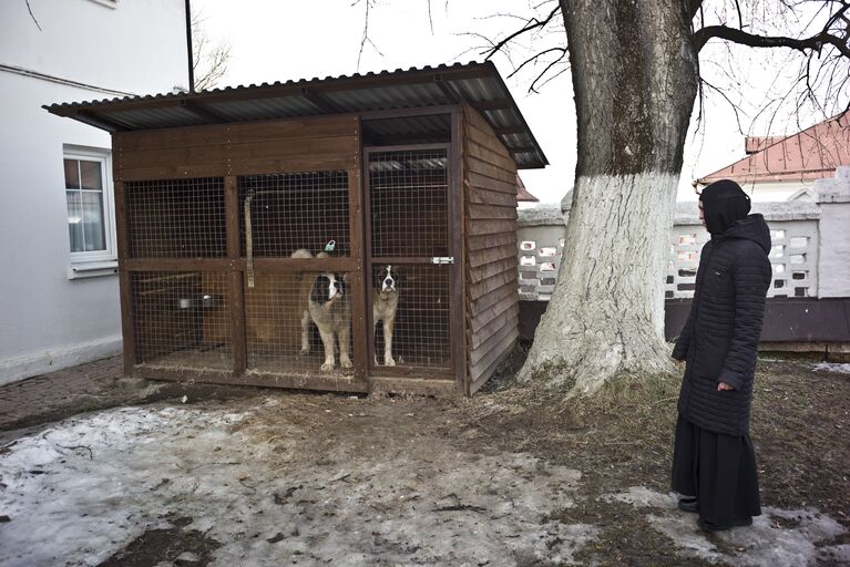 Сторожевые собаки в Свято-Никольском Черноостровском женском монастыре в городе Малоярославце