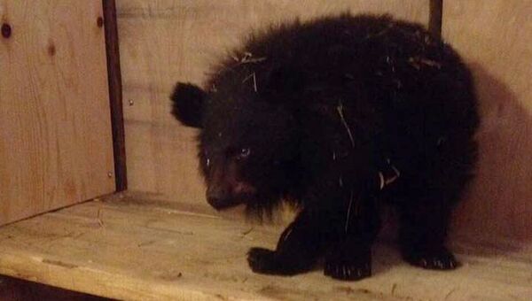 Годовалый гималайский медвежонок, найденный в Приморье