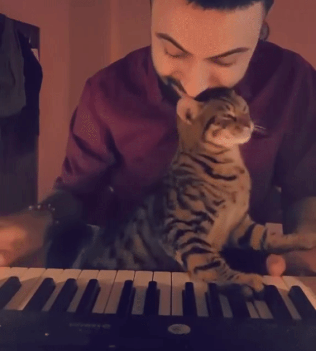 Кошка из Турции покорила соцсети любовью к музыке