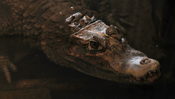 Крокодил. Архивное фото