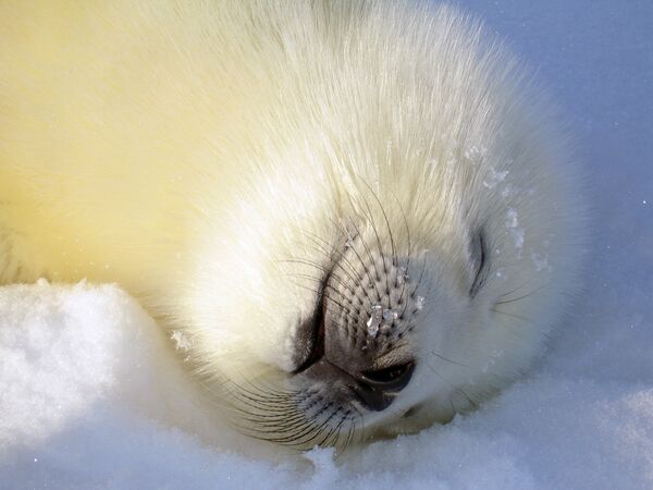 Россия стала одной из первых стран, которая ввела запрет на уничтожение тюленей и ввоз их шкур на территорию страны