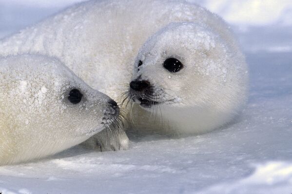 Ослепительно белым мех тюленей становится только через несколько дней после рождения