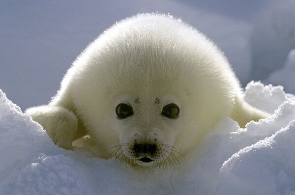 У новорожденных тюленей нет согревающего жирового слоя, поэтому они постоянно дрожат