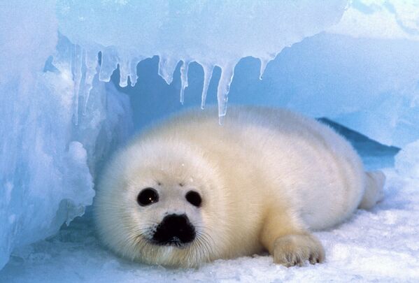 Идет активное изменение климата – почти перестал формироваться крепкий лед, который является “роддомом” и “яслями” для гренландских тюленей
